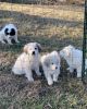 The sweetest Pyrenees pups