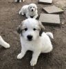 Selling Great Pyrenees puppies