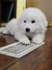 AKC Great Pyrenees Puppies