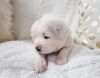 BEAUTIFUL GREAT PYRENEES PUPPIES!