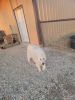 Great Pyrenees 1 yr old great Family Pet