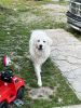 Great Pyrenees Puppies Ready June 2nd