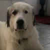 Great Pyrenees Lucky 7
