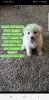 Great Pyrenees male puppy