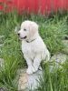 Great Pyrenees puppies for sale. !