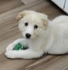Great Pyrenees Puppy Male