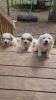 Great Pyrenees are ready for their forever home/farm!!