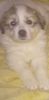 Great Pyrenees puppies for sell