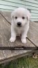 Great Pyrenees Puppies For Sale!