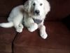 Male LGD 10 weeks old full breed great Pyrenees