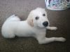 Female great pyrenees 4 months old
