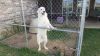 Great Pyrenees / Lab/Retriever For Sale