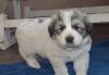Gorgeous Great Pyrenees Puppies!!