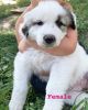 Pyrenees/ Border Collie puppies