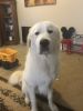 22 month old Great Pyrenees free to good home