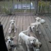 Puppies Great Pyrenees Lab