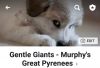 Great Pyrenees Puppies Purebred