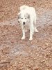 Great Pyrenees male for sale