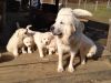 Great Pyrenees! 2 months :)