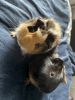 Guinea Pigs for sale average size
