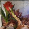 Green Anole for sale with habitat