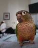Green Cheek Conure needs a new forever home