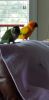 Bonded pair of Conures