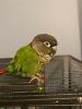 2 year old Green Cheek Conure (very friendly)