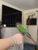 2 green cheek conures looking for a forever home