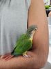 Baby green cheek conures for sale