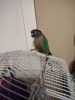 9 month old green cheek conure
