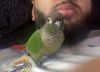 Lovely Green Cheeck Conure looking for love