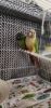 Conure available
