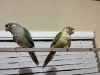Adorable hand raised turquoise green cheek conures for sale
