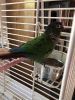 Green Cheek Conure and Cage