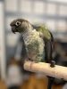 Turquoise yellow sided green cheek conure
