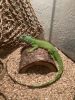 Four year old Female Iguana for sale