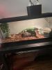 Iguana and tank and supplies