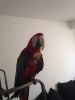 Rehoming Green Winged Macaw
