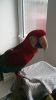 Special green winged Macaw parrot