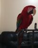 Green wings Macaws