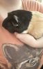 2 female Guinea pigs, mother and daughter. Must be bought together