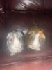 Sweet and angelic guinea pigs :)