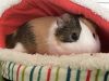 Beautiful Guinea pigs looking for a nice home