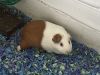 Cute 2 Guinea pigs are looking for a new home!!