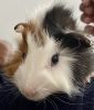 Handsome male guinea pigs