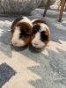 Teddy Guinea Pigs Looking for a New Home