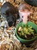 Skinny Pigs And Cage Kit Combo