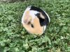 Female Guinea Pig and Cage