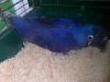 Lovely Hyacinth Macaws Parrots